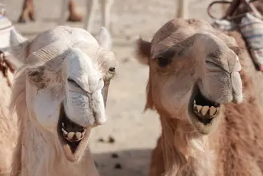Animal dentist
